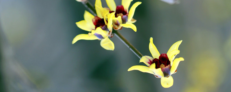 藍(lán)色臘梅是染色的嗎