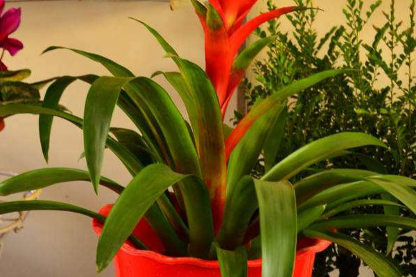 鴻運當(dāng)頭怎么催花