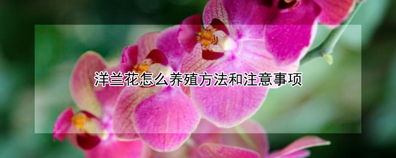 洋蘭花怎么養(yǎng)殖方法和注意事項(xiàng)