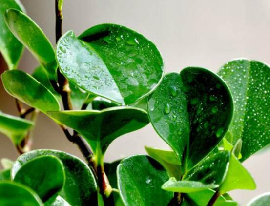 小碧玉怎么養(yǎng)，教你七種簡單易學(xué)基本方法