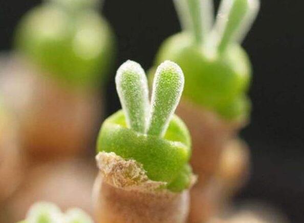 碧光環(huán)多肉怎么種，播種時(shí)間要選對(duì)