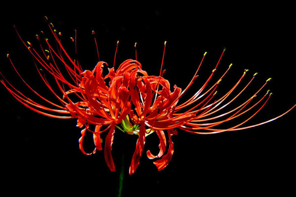 彼岸花是什么季節(jié)開的