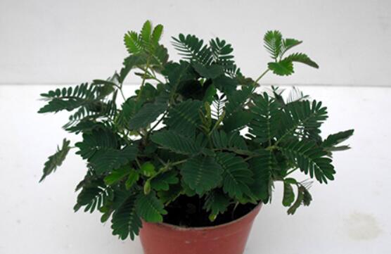 含羞草怎么養(yǎng)殖，老農總結最實用五個養(yǎng)殖要點