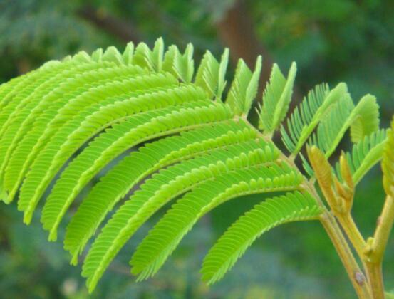 含羞草晚上會(huì)閉合嗎，會(huì)/屬于一種自然生長澎壓現(xiàn)象