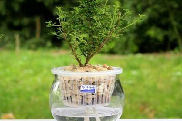 六月雪放水里會生根嗎，可以生根但需要更加細(xì)心的養(yǎng)護(hù)