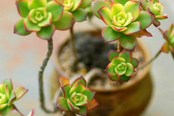 艷日輝長(zhǎng)氣根怎么辦