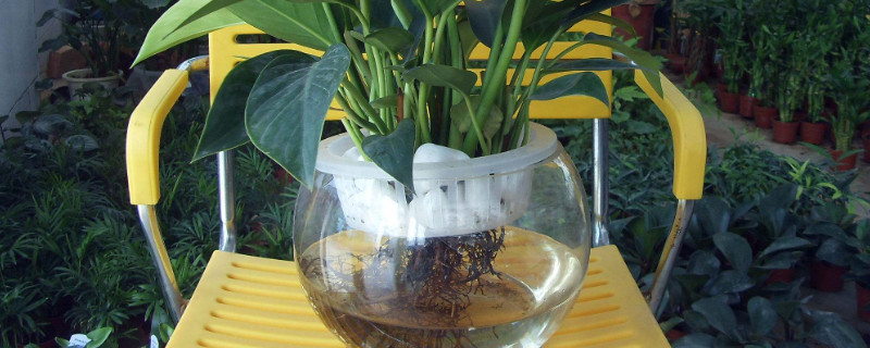 水培滴水觀音能養(yǎng)魚嗎