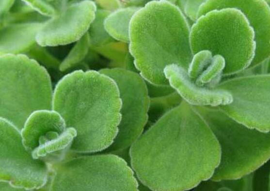 碰碰香的養(yǎng)殖方法，土壤陽(yáng)光澆水施肥修剪病蟲(chóng)害缺一不可