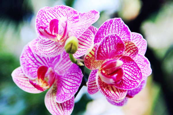 蝴蝶蘭的根長(zhǎng)出來怎么辦