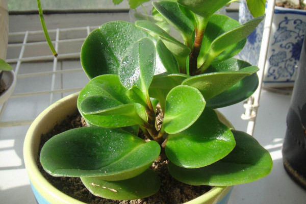 碧玉長(zhǎng)出綠條怎么辦