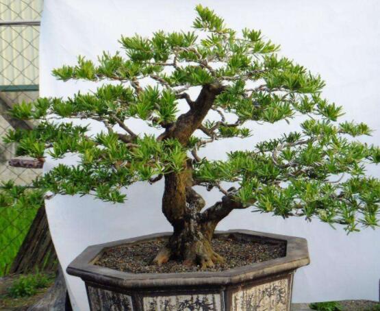 羅漢松可以放客廳嗎，可以/帶來(lái)主人家福氣、鎮(zhèn)守財(cái)寶