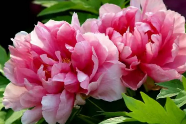 芍藥花什么時(shí)候開(kāi)花白天還是夜晚