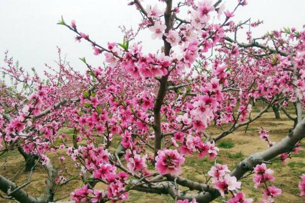 桃花的養(yǎng)殖方法和注意事項(xiàng)，4步教你養(yǎng)好桃花