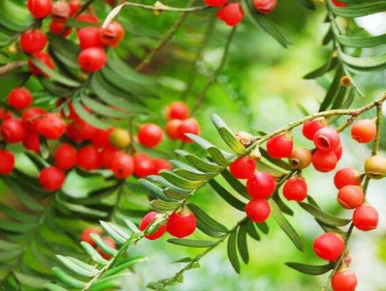 紅豆杉怎么換盆，三個簡單方法教你輕松學(xué)會