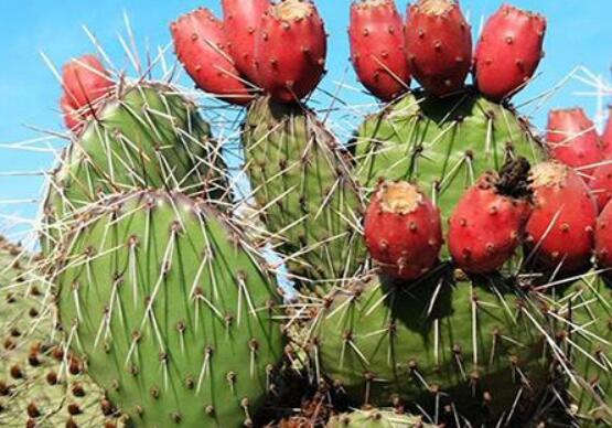 火龍果是仙人掌的果實(shí)嗎，兩種屬性絕然不同的植物