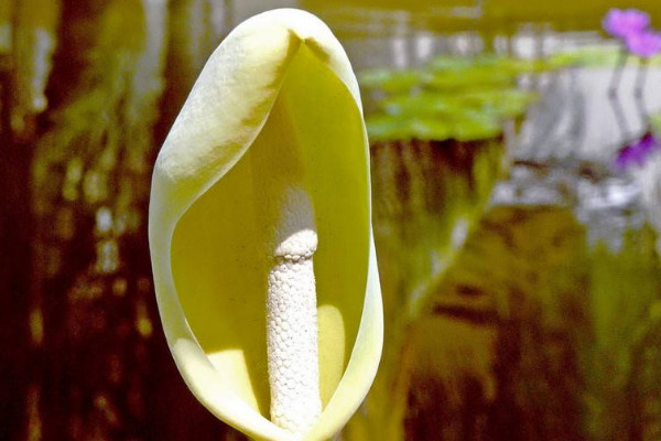 滴水觀音葉子有白點(diǎn)