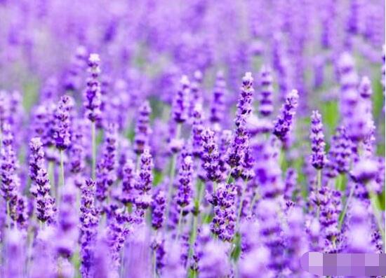 薰衣草與鼠尾草的區(qū)別，教你四種方法可變成火眼金睛