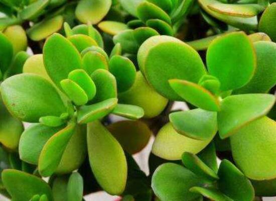 燕子掌怎么養(yǎng)長得更快，做好五個要點盆盆爆滿