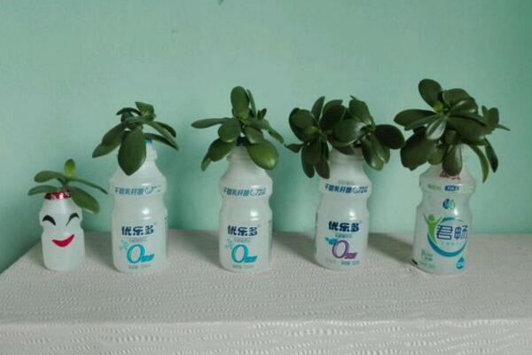 燕子掌能水培嗎，可以水培并且養(yǎng)護起來非常簡單