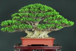 榕樹(shù)盆景圖片，獨(dú)特藝術(shù)欣賞