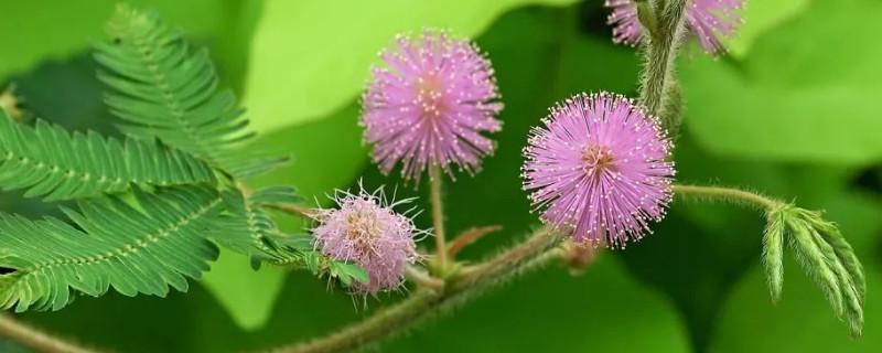 含羞草曬蔫了會(huì)活嗎