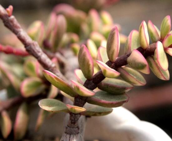 雅樂(lè)之舞的養(yǎng)殖方法和注意事項(xiàng)，老農(nóng)總結(jié)最實(shí)用八大養(yǎng)殖方法