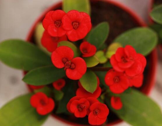 虎刺梅對人身體有害嗎，只需要注意避免接觸即可