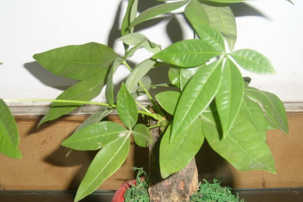 招財(cái)樹怎么養(yǎng)