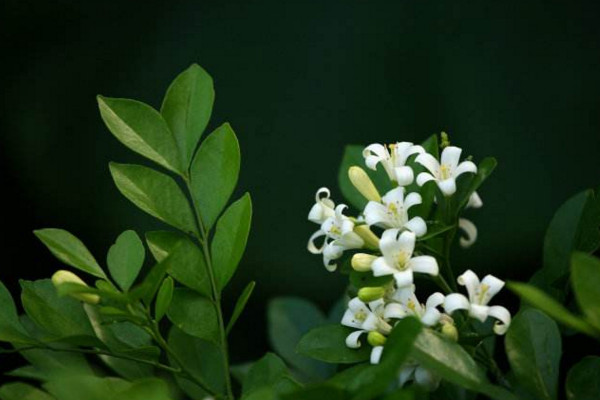 九里香如何長粗，通過光照、溫度、施肥、修剪4步進行