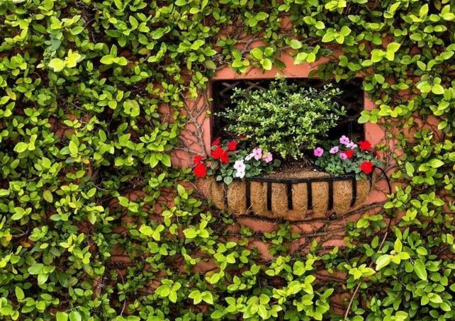 常春藤有毒嗎，有毒但是也有很大的藥用價(jià)值