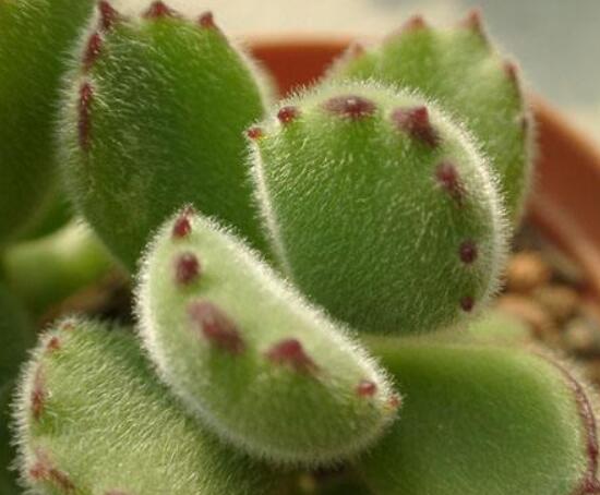 熊童子用什么土，腐葉土、園土、沙土最為合適