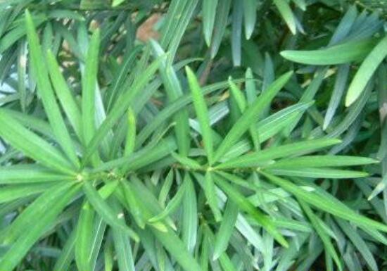 小葉羅漢松的養(yǎng)殖方法，老農(nóng)總結八大簡單易學的養(yǎng)殖技巧