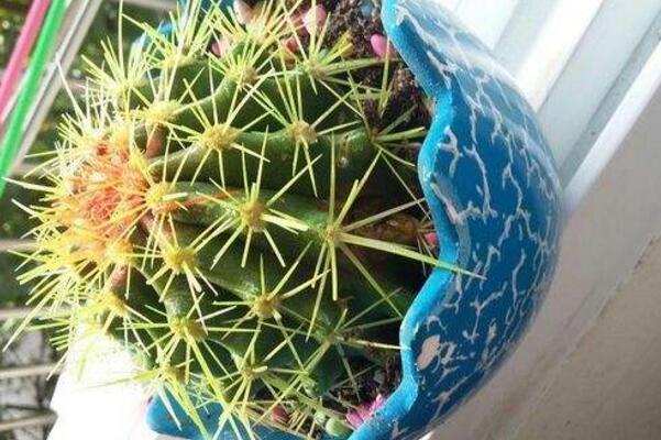 仙人球球體腐爛怎么回事，主要是日常管理的疏忽