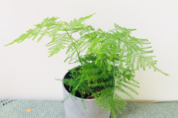 文竹怎么養(yǎng)才能瘋長，修剪枝葉非常重要