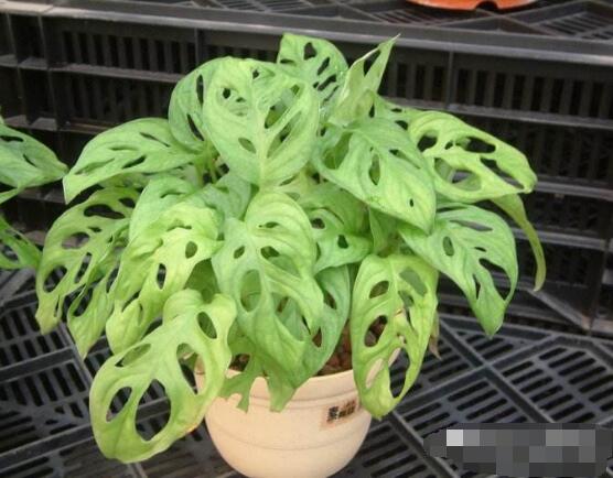 仙洞龜背竹有毒嗎，毒性不強(qiáng)/避免接觸誤食即可