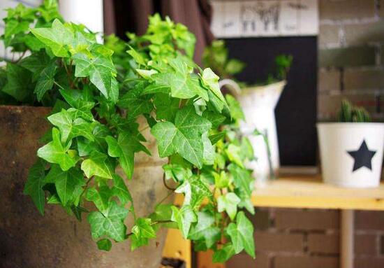 常春藤有哪些品種，常春藤品種圖片大全