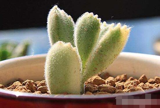 熊童子怎么養(yǎng)開花，做好五個(gè)要點(diǎn)花開爆盆