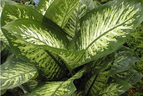 萬(wàn)年青樹(shù)的種類(lèi)，好看的六種萬(wàn)年青圖片欣賞