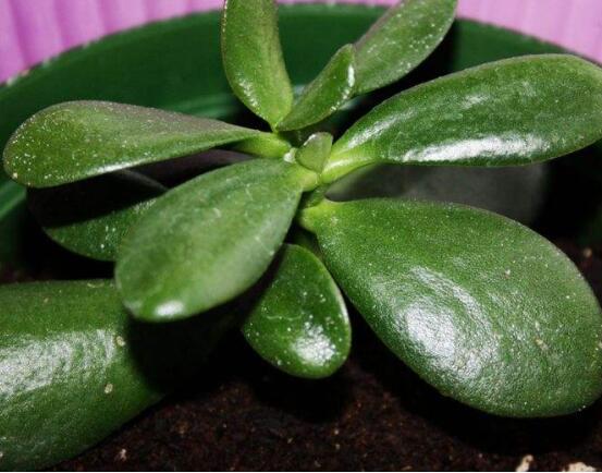 燕子掌和玉樹(shù)哪個(gè)有毒，玉樹(shù)汁液有毒/燕子掌無(wú)毒現(xiàn)象