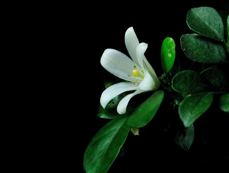 九里香花期養(yǎng)護(hù)方法，在開花的時(shí)候要注意這3種情況