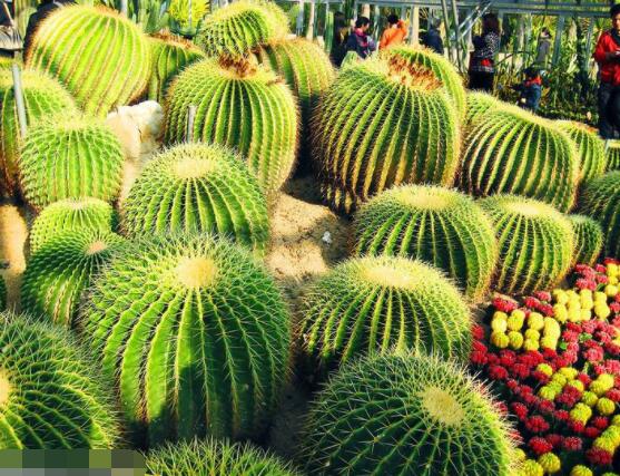 仙人球的擺放風(fēng)水，陽臺(tái)、玄關(guān)、書房為風(fēng)水最好