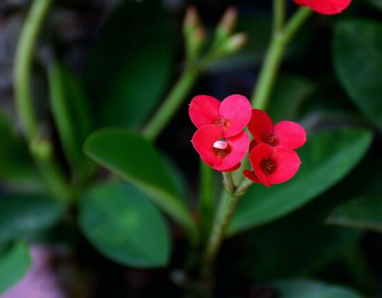 大葉虎刺梅怎么養(yǎng)，保證足量光照/溫暖濕潤環(huán)境