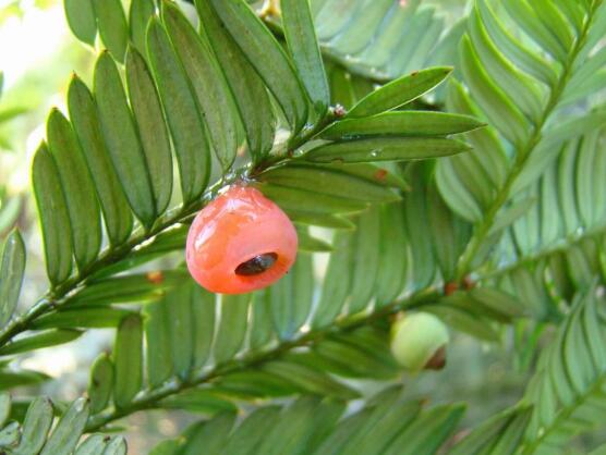 紅豆杉的品種，盤點(diǎn)中國(guó)紅豆杉五大品種