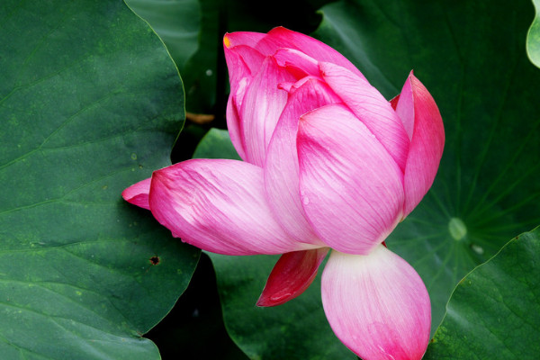 荷花的栽培與養(yǎng)護(hù)技術(shù)