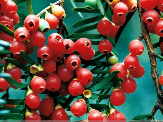 紅豆杉怎么養(yǎng)殖，紅豆杉養(yǎng)殖方法