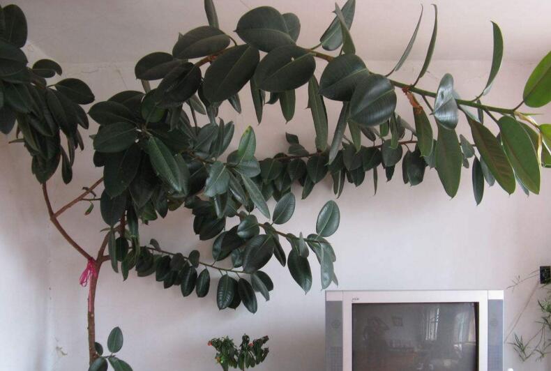 橡皮樹落葉子怎么回事，中自然原因和病害5種原因造成的