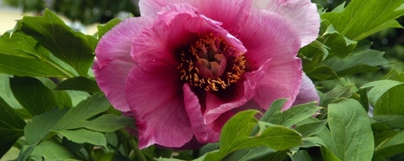 春節(jié)盆栽牡丹開花后怎么管理