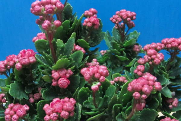 長(zhǎng)壽花夏天不開花嗎