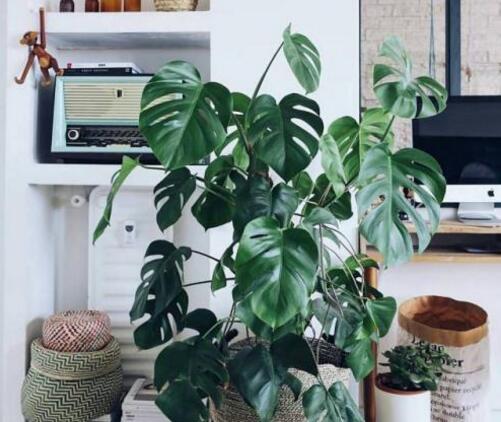 龜背竹葉子黃了怎么辦，要從土壤和澆水等4方面入手解決