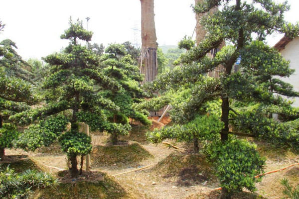 如何鑒別羅漢松的品種，短葉羅漢松較為常見